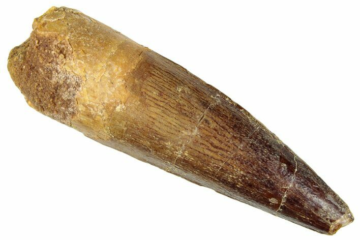 Fossil Spinosaurus Tooth - Real Dinosaur Tooth #296896